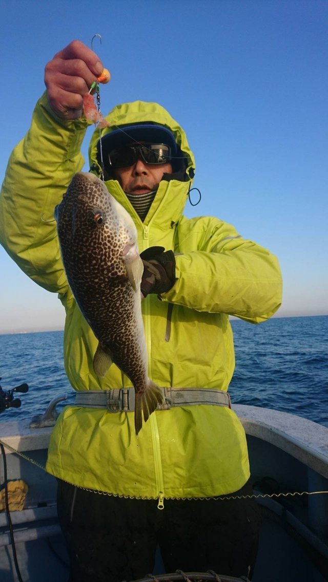 ショウサイフグ