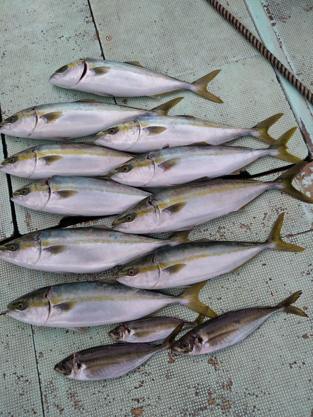 アジ(マアジ)・ハマチ(ブリ)