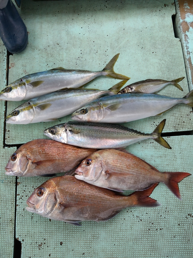 タイ(マダイ)・アジ(マアジ)・ハマチ(ブリ)・サバ(マサバ)