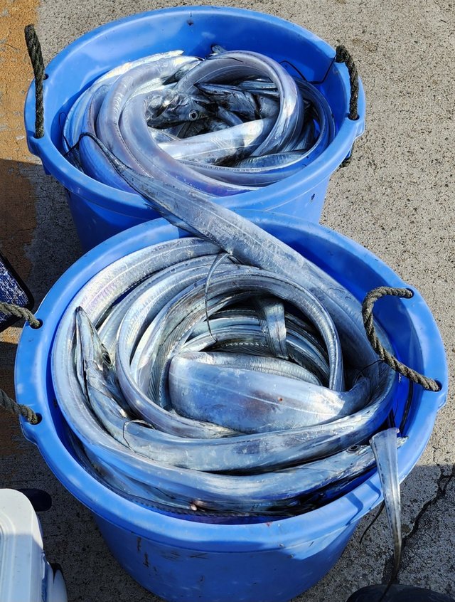 ショウサイフグ