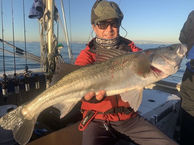 シーバス(スズキ)