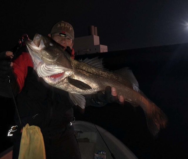 シーバス(スズキ)