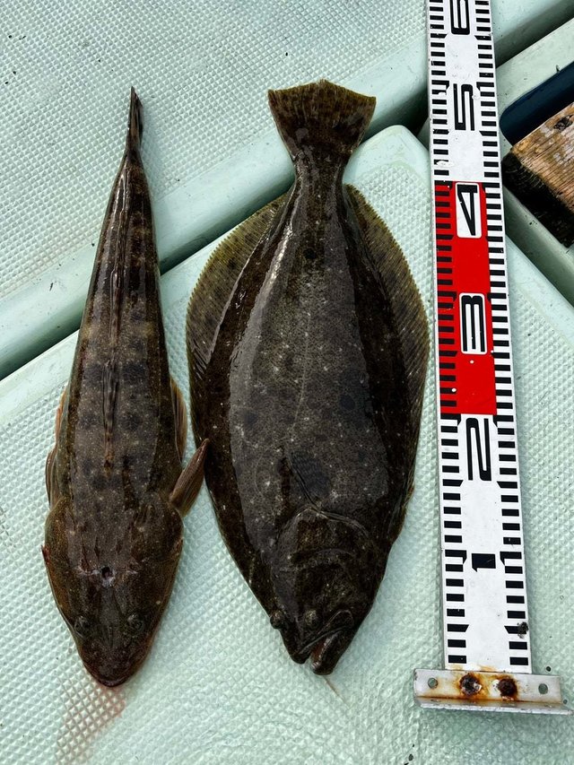 マゴチ・ヒラメ