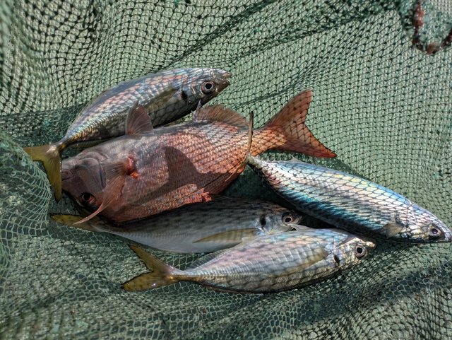 タイ(マダイ)・アジ(マアジ)・マサバ