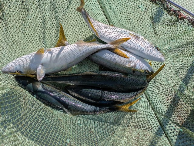 ハマチ(ブリ)・マサバ