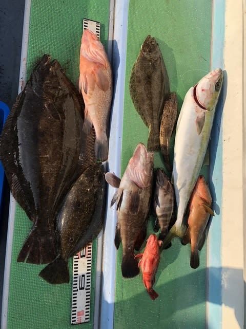 マハタ・キジハタ・ワラサ(ブリ)・カサゴ・マゴチ・イネゴチ・ヒラメ