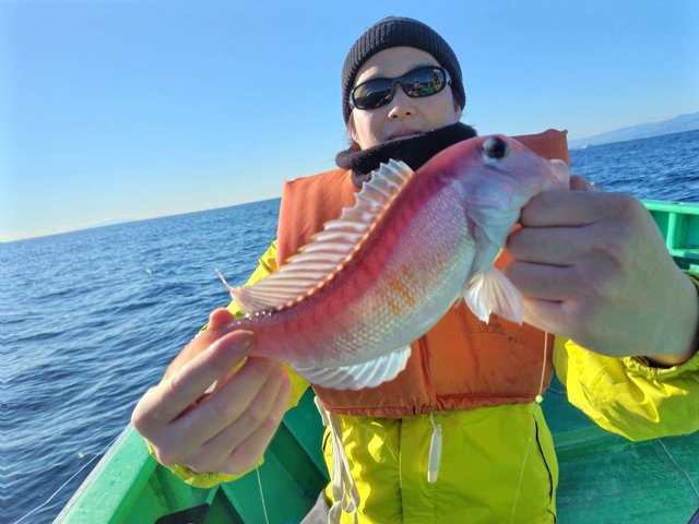 アマダイ(アカアマダイ)