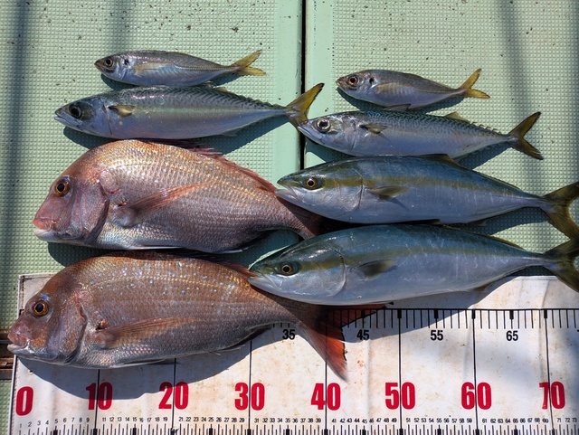 タイ(マダイ)・ハマチ(ブリ)・マサバ