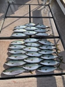 ワラサ(ブリ)・ハマチ(ブリ)