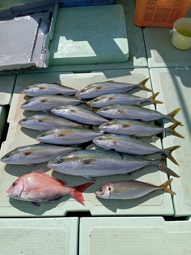 マダイ・マアジ・ハマチ(ブリ)・メジロ(ブリ)