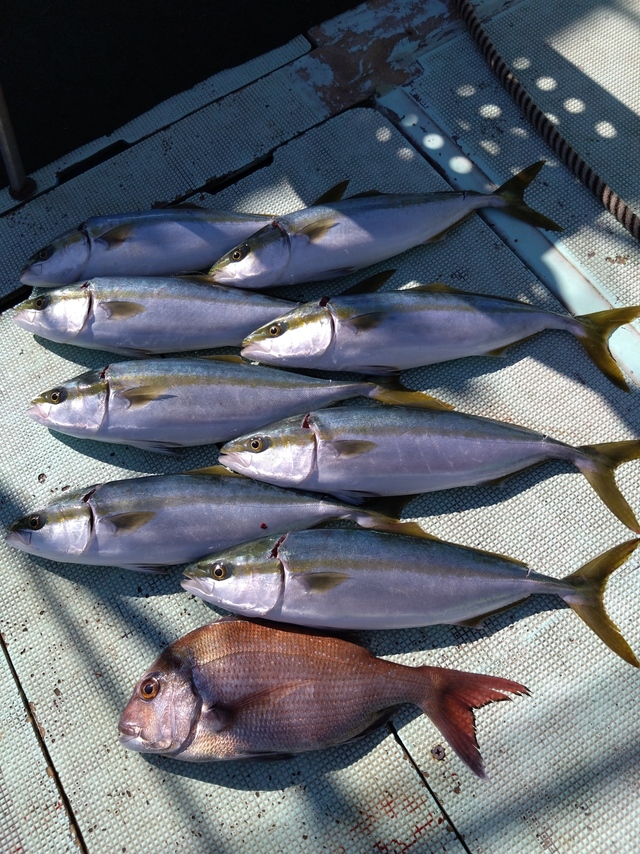 タイ(マダイ)・ハマチ(ブリ)