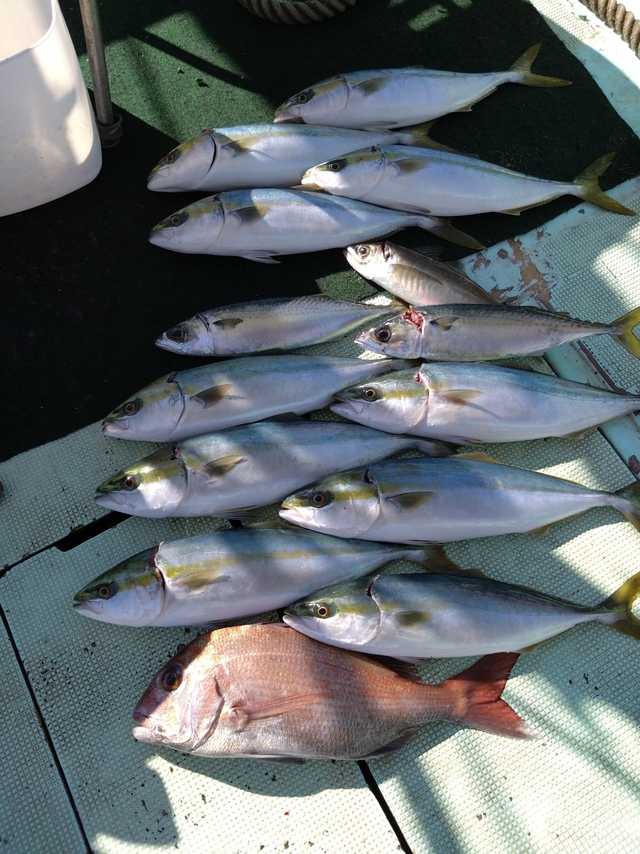 タイ(マダイ)・アジ(マアジ)・ハマチ(ブリ)・サバ(マサバ)
