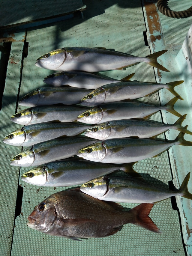 タイ(マダイ)・ハマチ(ブリ)・メジロ(ブリ)