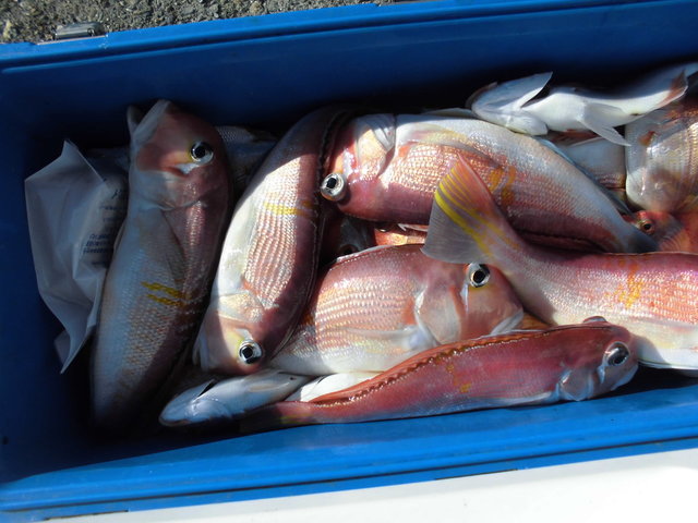 レンコ(キダイ)・アマダイ(アカアマダイ)