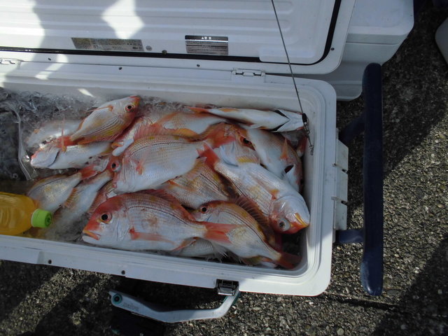 レンコ(キダイ)