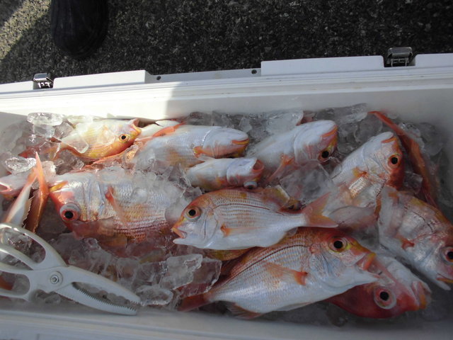 レンコ(キダイ)