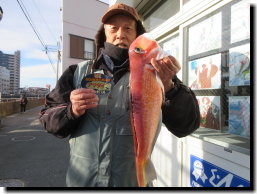 アマダイ(アカアマダイ)