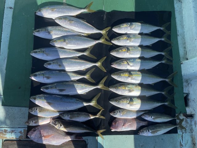 マダイ・マアジ・ハマチ(ブリ)