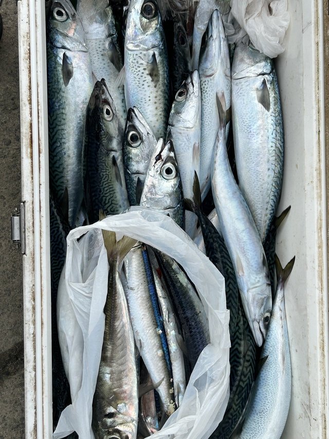 サバ(ゴマサバ)