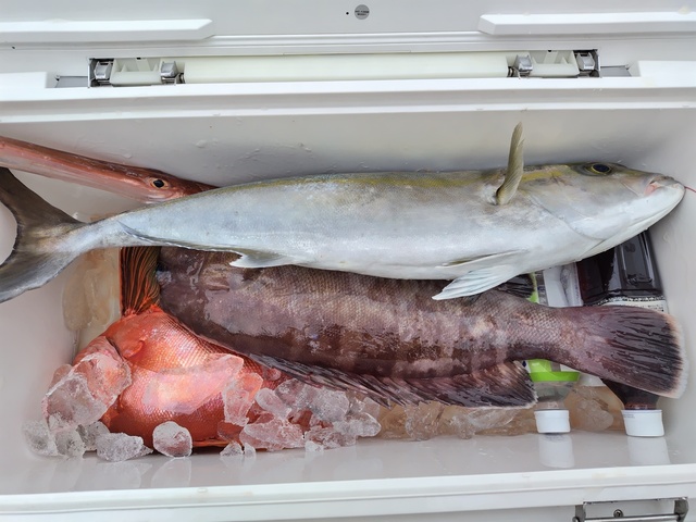 マハタ・チカメキントキ