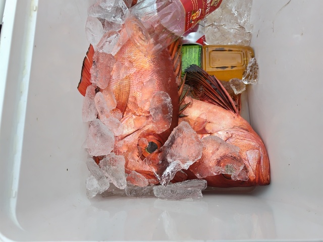 チカメキントキ