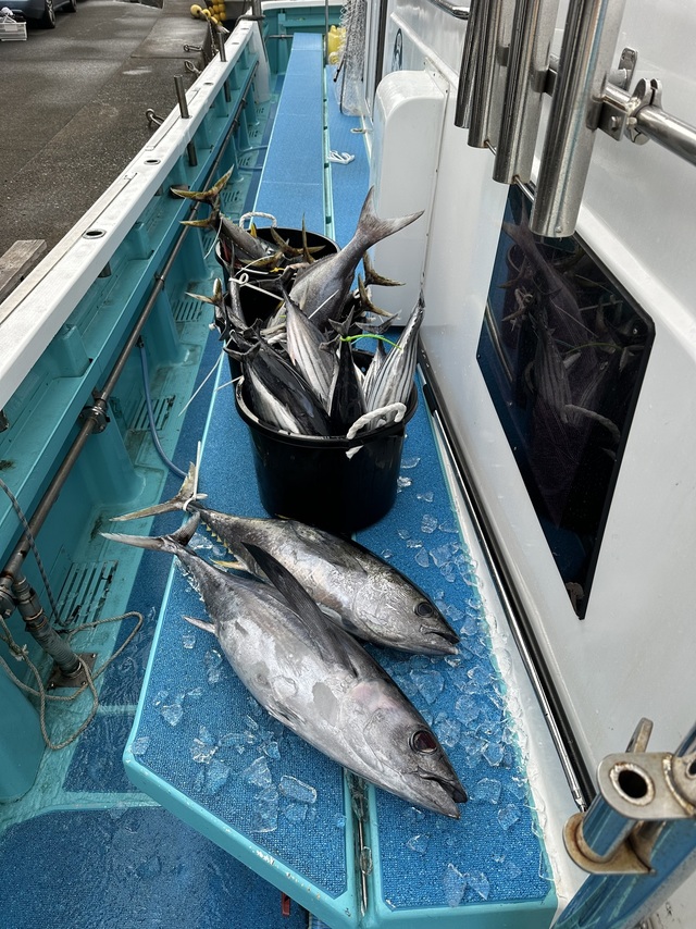 ビンチョウマグロ(ビンナガ)・キメジ(キハダ)・カツオ