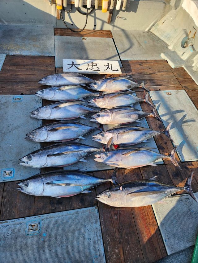 トンボ(ビンナガ)