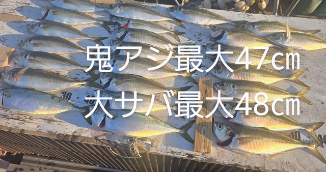 アジ(マアジ)・サバ(マサバ)