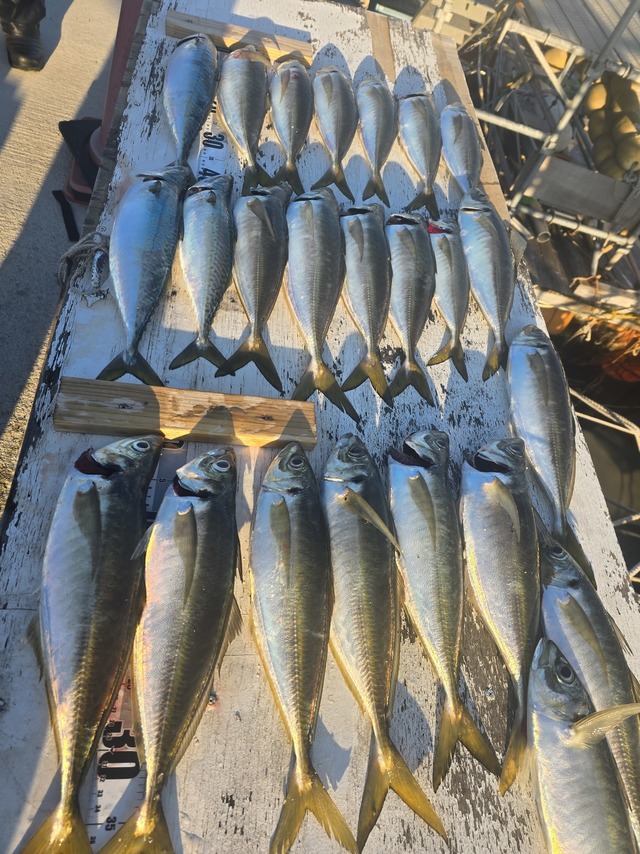 アジ(マアジ)・サバ(マサバ)