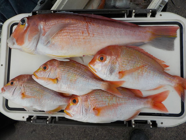 アマダイ(アカアマダイ)