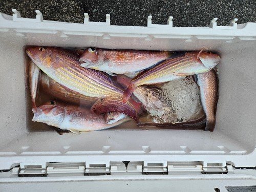 アマダイ(アカアマダイ)・シロアマダイ・イトヨリ(イトヨリダイ)