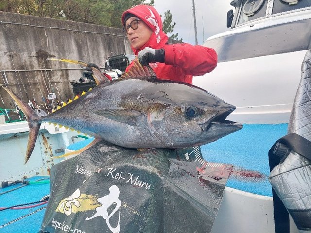 キハダマグロ(キハダ)