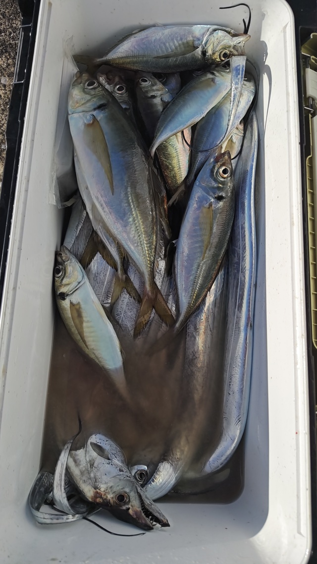 アジ(マアジ)・タチウオ