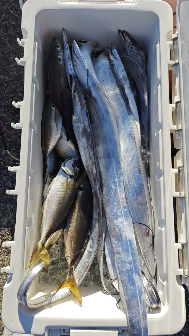 アジ(マアジ)・タチウオ