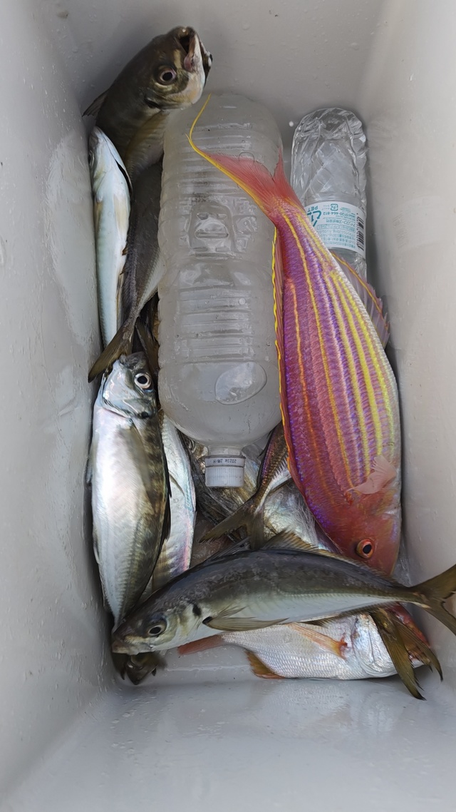 アジ(マアジ)・イトヨリ(イトヨリダイ)