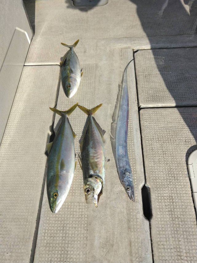 アジ(マアジ)・ハマチ(ブリ)・タチウオ