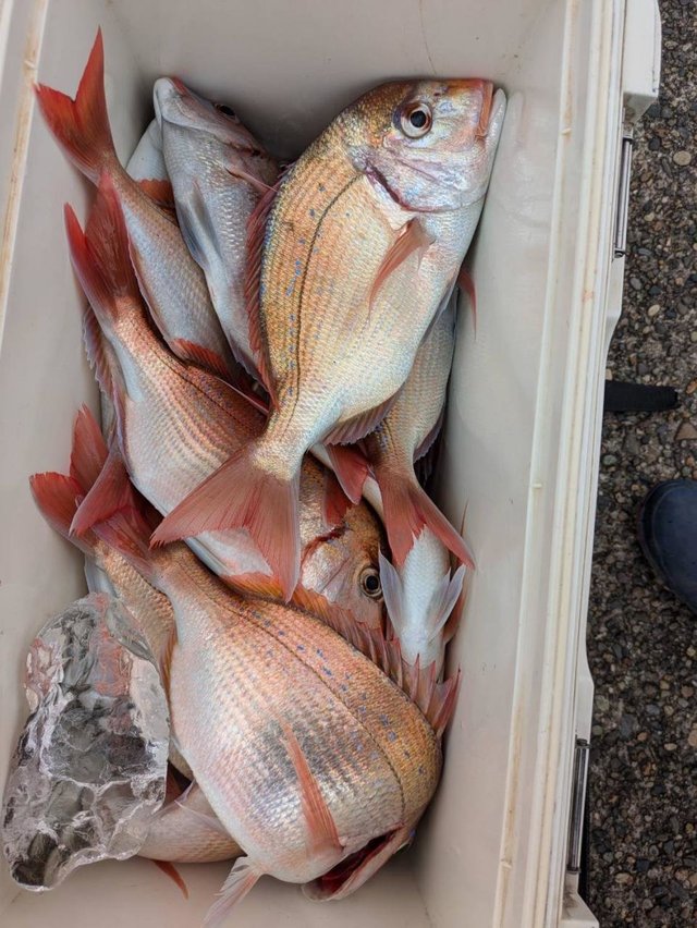 ハナダイ(チダイ)