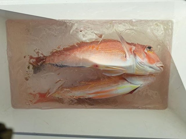 アマダイ(アカアマダイ)