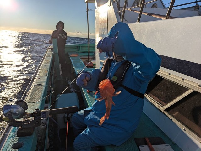 オニカサゴ(イズカサゴ)