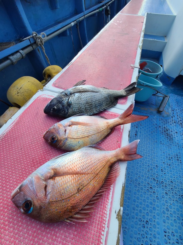 マダイ・クロダイ