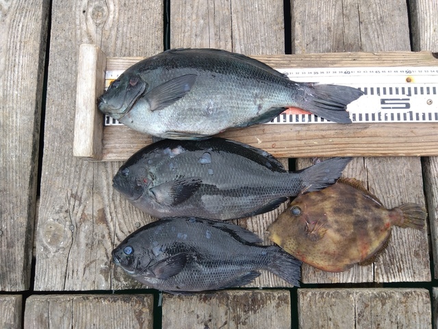 グレ(メジナ)・カワハギ