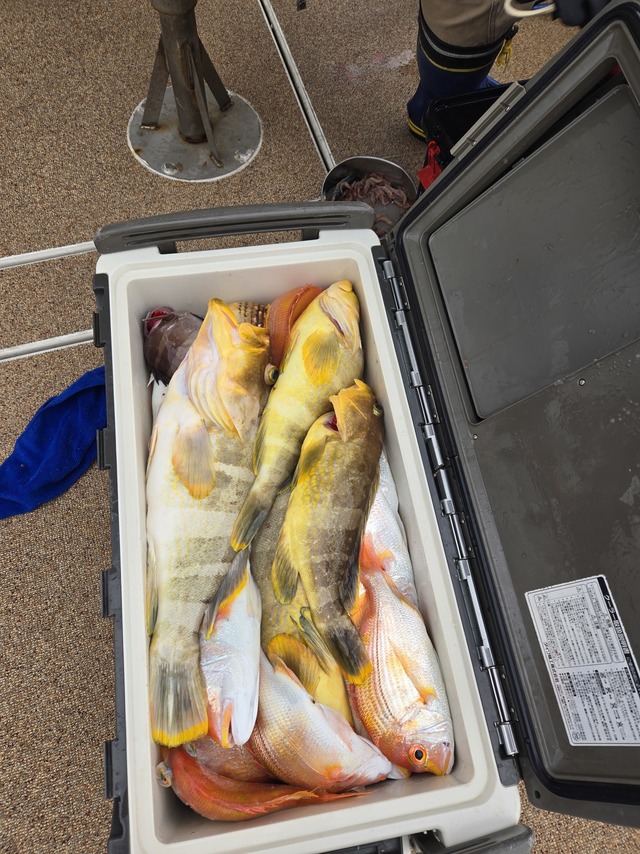 レンコダイ(キダイ)・アオナ(アオハタ)