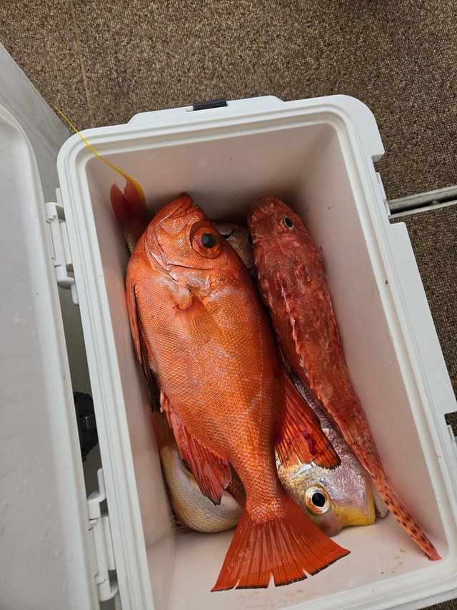 チカメキントキ