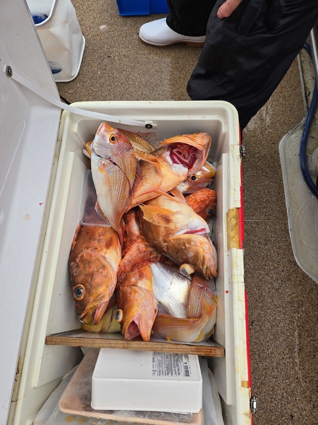 レンコダイ(キダイ)・アラカブ(カサゴ)