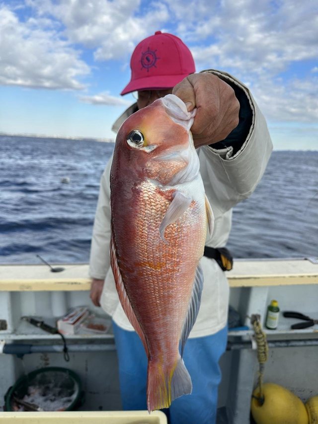 アマダイ(アカアマダイ)