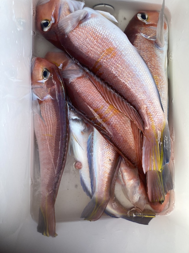 アマダイ(アカアマダイ)