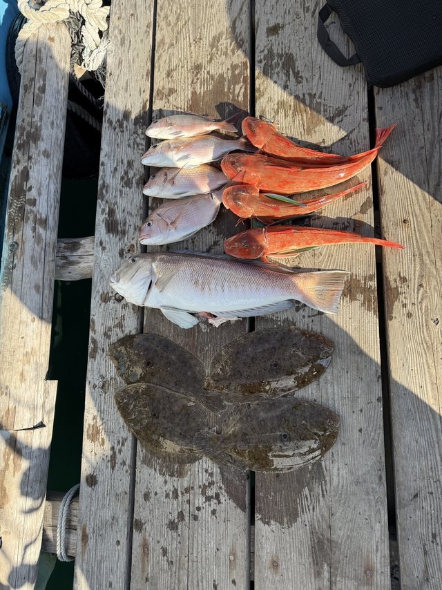 タイ(マダイ)・シロアマダイ・ホウボウ・ガンゾウヒラメ(ガンゾウビラメ)