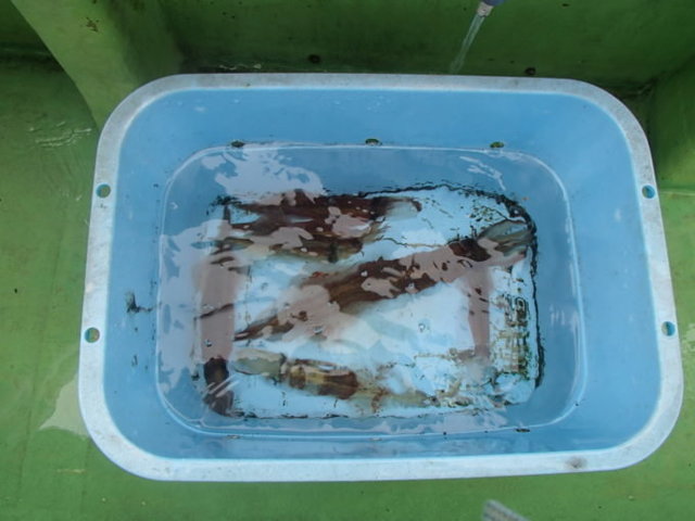 ヤリイカ・スルメイカ