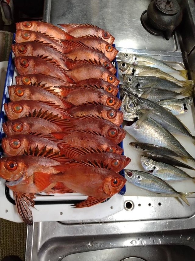 アジ(マアジ)・キントキ(チカメキントキ)