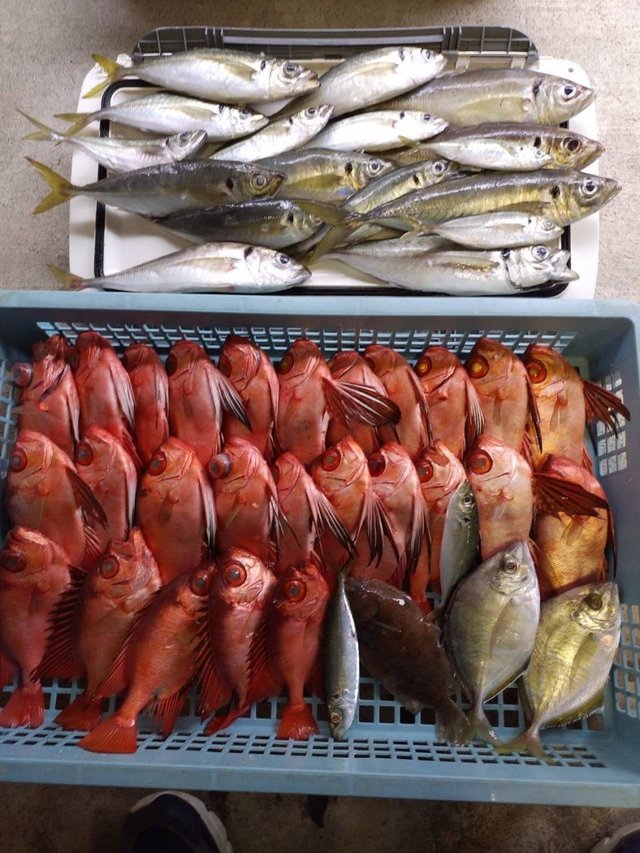 アジ(マアジ)・カイワリ・キントキ(チカメキントキ)